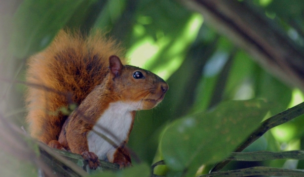 Amazon Red Squirrel