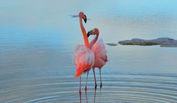 American Flamingoes