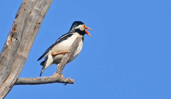 India Asian Pied Starling
