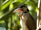 Costa Rica – Boat-billed Heron