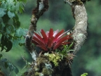 Peru Bromeliad in a Tree