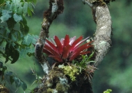Peru Bromeliad in a Tree