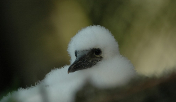 Brown Booby Chick