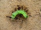 Caterpillar eated by ants