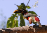 Pantanal – Chestnut-eared Araçari