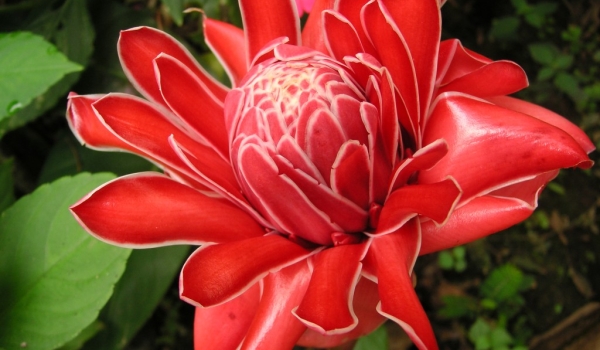 Costa Rica Red Torch Ginger