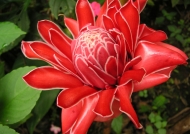 Costa Rica Red Torch Ginger