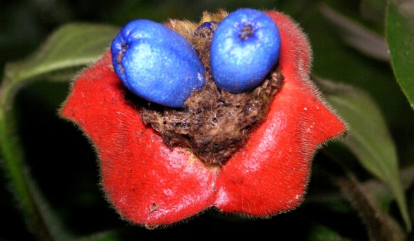 Costa Rica Psychotria