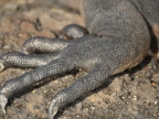 Marine Iguana foot