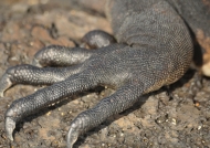 Marine Iguana foot