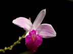 Costa Rica Wild Orchid
