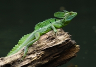 Nicaragua – Batrachians/Reptiles