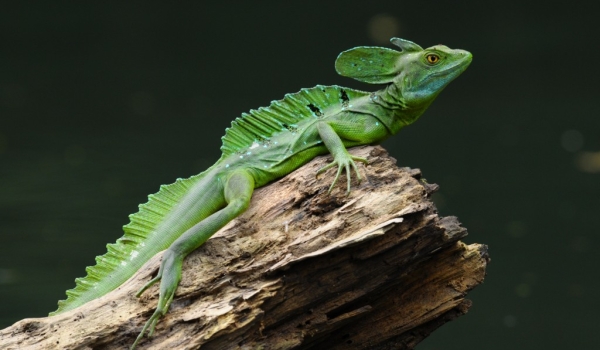 Nicaragua – Emerald Basilisk