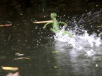 Basilisk running on water