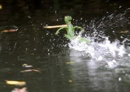 Basilisk running on water