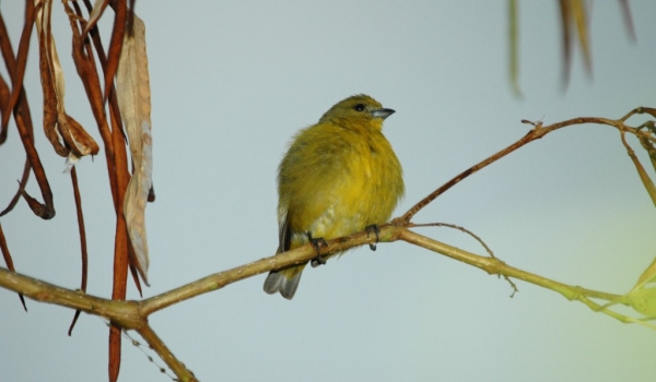 Flamed-colored Tanager