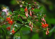 Peru Fuchsia Dependens