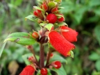 Peru Gesneriaceae Seemannia