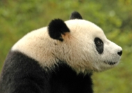 Chine Giant Panda in Wolong