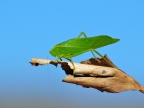 Leaf-mimic Katydid