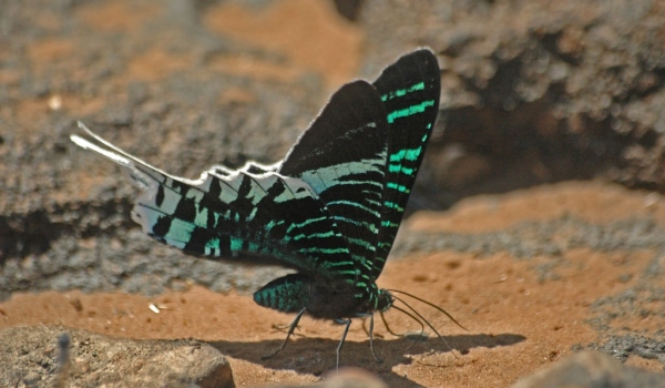 Green-banded Urania