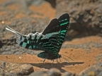 Green-banded Urania