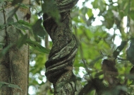 Peru Lianas – Rainforest