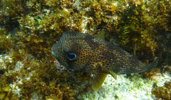 Long-spine Porcupinefish