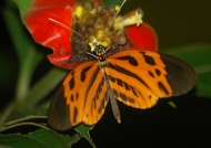 Longwing Butterfly