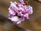 Nicaragua Mexican Lilac