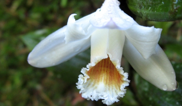Peru Orchidaceae Sobralia
