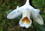 Peru Orchidaceae Sobralia
