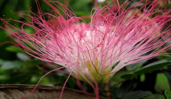 Peru Pink Powderpuff Calliandra