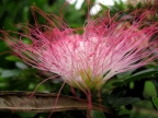 Peru Pink Powderpuff Calliandra