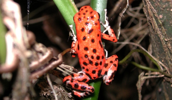 Red Frog (Panama)