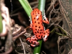 Red Frog (Panama)
