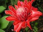 Costa Rica – Red Torch Ginger