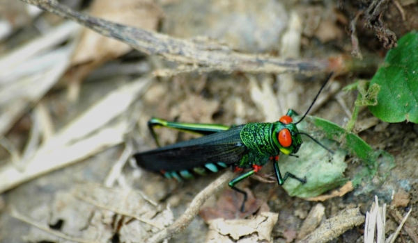Red-eyed Grasshopper
