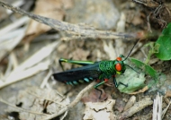 Red-eyed Grasshopper