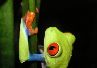 Red-eyed Leaf Frog