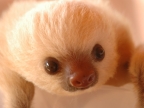 Sloth nursery