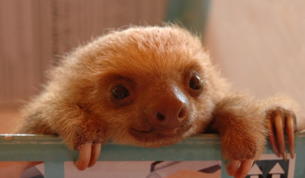 Costa Rica – Sloth nursery