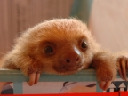 Costa Rica – Sloth nursery