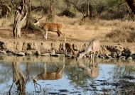 Spotted Deers & Sambar
