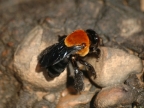 Stingless Bee