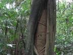 Peru Strangler Fig Tree