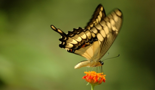 King Page Swallowtail