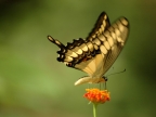 King Page Swallowtail