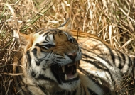 Tiger – Kanha N.P.