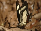 Torquatus Swallowtail